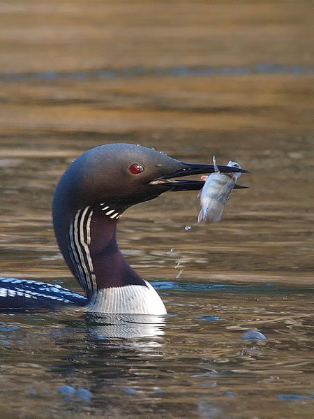 Kuikka, Black-throated Diver, Gavia arctica